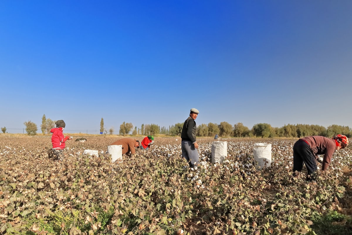 U.S. Blocks Chinese Cotton Imports Over Uyghur Forced Labor Concerns